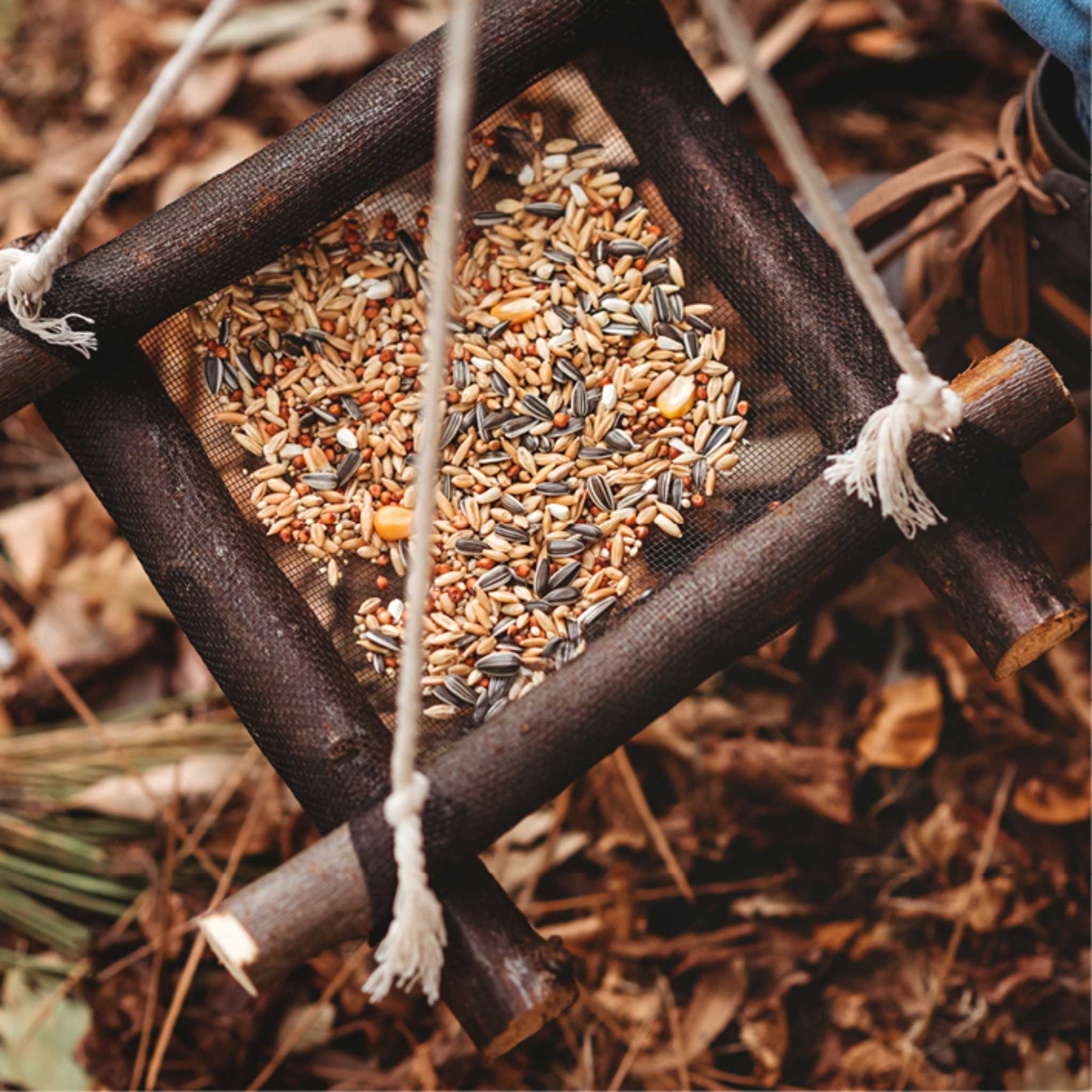 Wild Projects For Families - Bird Feeder